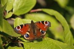 Dagpåfugløye (Aglais io)