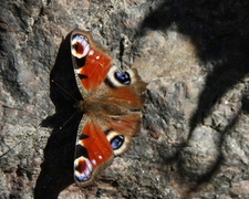 Dagpåfugløye (Aglais io)