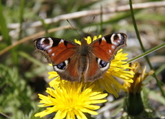 Dagpåfugløye (Aglais io)