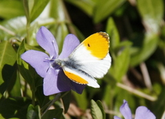 Aurorasommerfugl (Anthocharis cardamines)