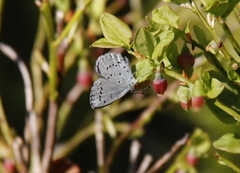 Holly Blue (Celastrina argiolus)