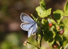 Holly Blue (Celastrina argiolus)