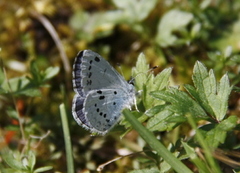 Vårblåvinge (Celastrina argiolus)