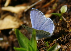 Vårblåvinge (Celastrina argiolus)