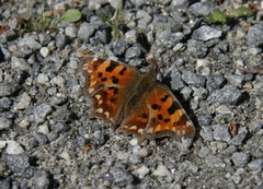 Comma Butterfly (Polygonia c-album)