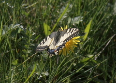 Svalestjert (Papilio machaon)