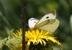 Stor kålsommerfugl (Pieris brassicae)