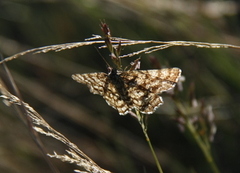 Common Heath (Ematurga atomaria)