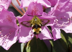 Broad-bordered Bee Hawk-moth (Hemaris fuciformis)