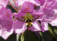 Bredkantet humlesvermer (Hemaris fuciformis)