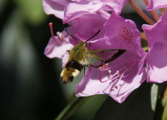 Broad-bordered Bee Hawk-moth (Hemaris fuciformis)