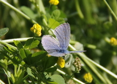 Green-underside Blue (Glaucopsyche alexis)