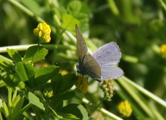 Green-underside Blue (Glaucopsyche alexis)