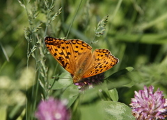 High Brown Fritillary (Argynnis adippe)