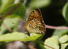 High Brown Fritillary (Argynnis adippe)