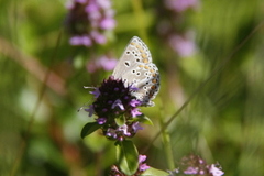 Mountain Argus (Aricia artaxerxes)