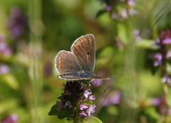 Mountain Argus (Aricia artaxerxes)