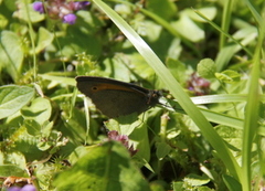 Meadow Brown (Maniola jurtina)
