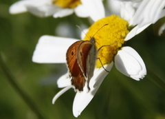 Engringvinge (Coenonympha pamphilus)