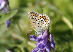 Argusblåvinge (Plebejus argus)