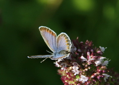 Silver-studded Blue (Plebejus argus)