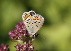 Silver-studded Blue (Plebejus argus)