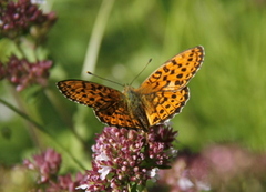 Lesser Marbled Fritillary (Brenthis ino)