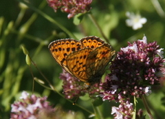 Lesser Marbled Fritillary (Brenthis ino)