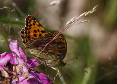 High Brown Fritillary (Argynnis adippe)