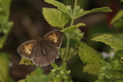 Meadow Brown (Maniola jurtina)