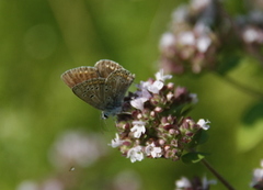 Mountain Argus (Aricia artaxerxes)