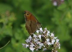 Meadow Brown (Maniola jurtina)