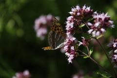 Keiserkåpe (Argynnis paphia)