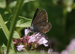 Mountain Argus (Aricia artaxerxes)