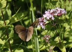 Kommasmyger (Hesperia comma)