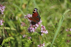 Dagpåfugløye (Aglais io)