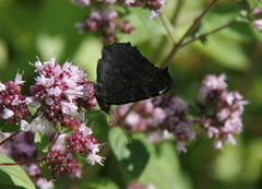 Dagpåfugløye (Aglais io)