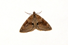 Spruce Carpet (Thera variata)