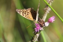 Keiserkåpe (Argynnis paphia)