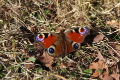 Dagpåfugløye (Aglais io)