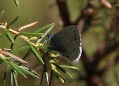 Vårblåvinge (Celastrina argiolus)