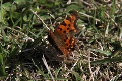 Comma Butterfly (Polygonia c-album)