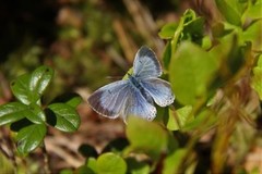 Holly Blue (Celastrina argiolus)