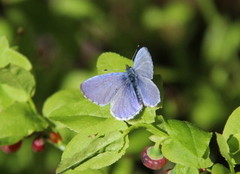 Vårblåvinge (Celastrina argiolus)