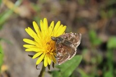 Dingy Skipper (Erynnis tages)