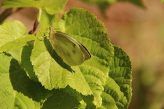 Large White (Pieris brassicae)