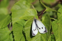 Large White (Pieris brassicae)