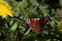 Dagpåfugløye (Aglais io)