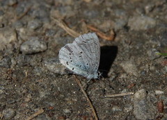 Holly Blue (Celastrina argiolus)