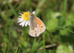 Engringvinge (Coenonympha pamphilus)